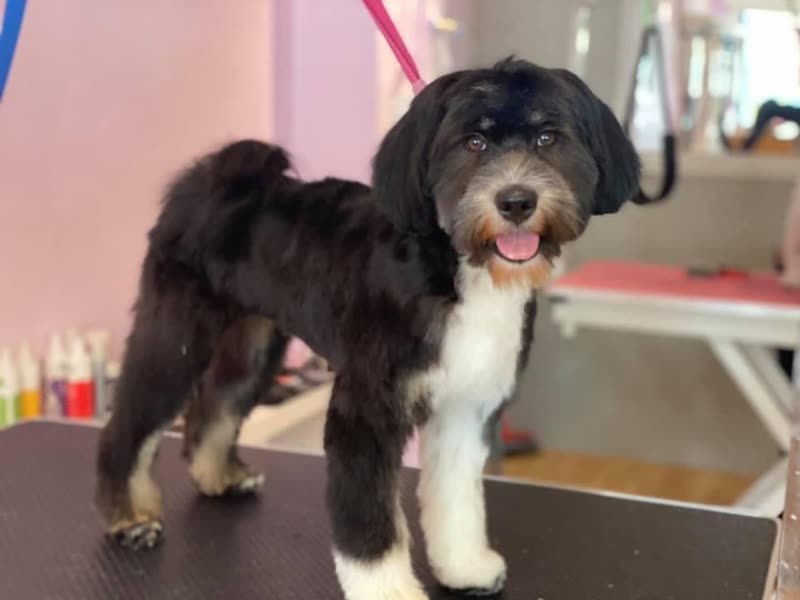 A black-and-white doodle standing on the grooming table showing its finished body clip