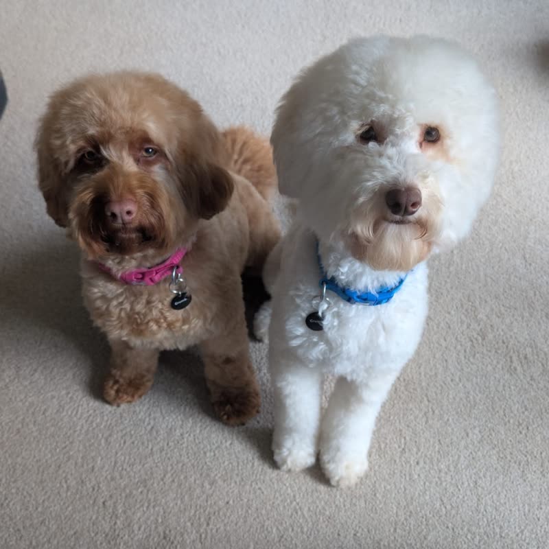 A chocolate cockapoo and a white bichon sitting together after their grooms