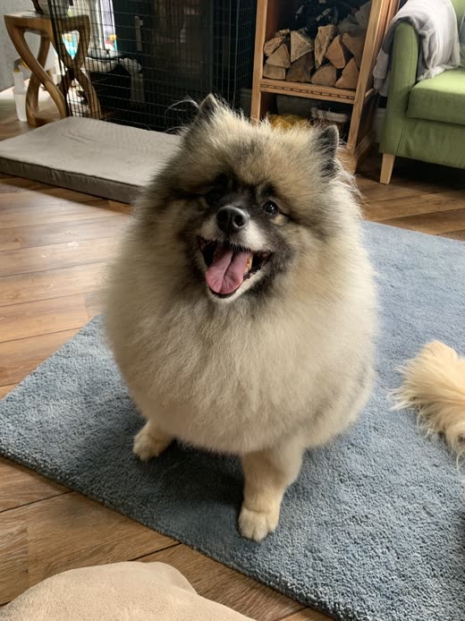 A fluffy Pomeranian standing indoors with its coat freshly blow-dried