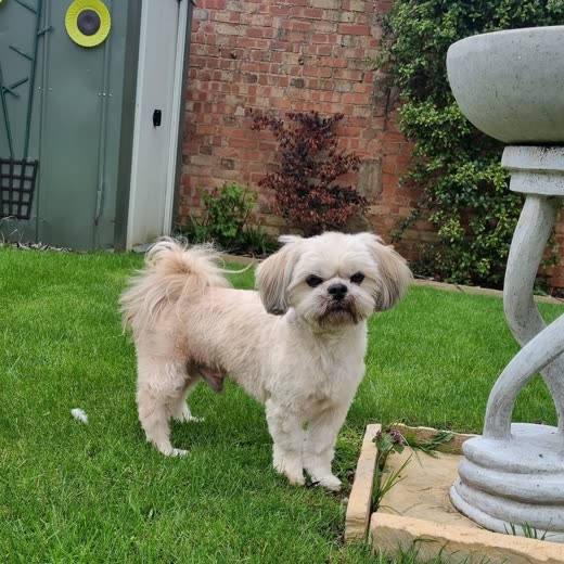 A cream Shih Tzu with a neatly trimmed coat standing on a lawn