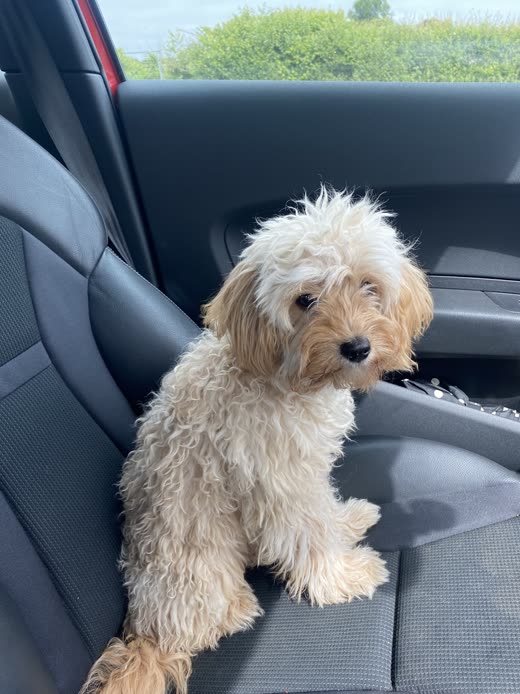 A cream cockapoo with a damp wavy coat after its bath