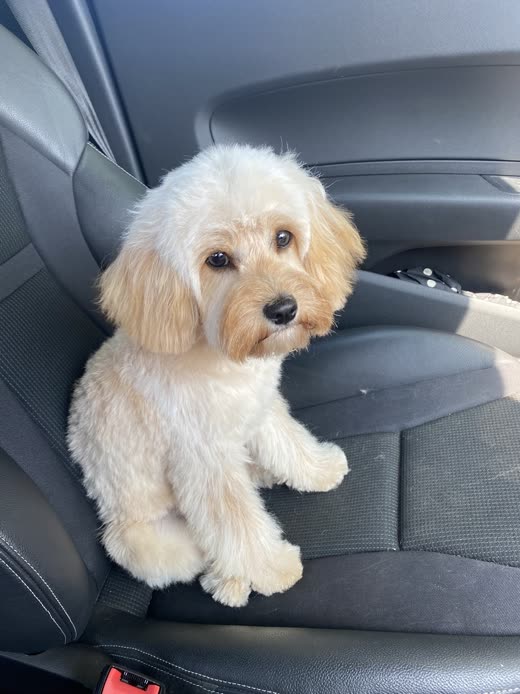 A freshly groomed cream cockapoo sitting up after its appointment