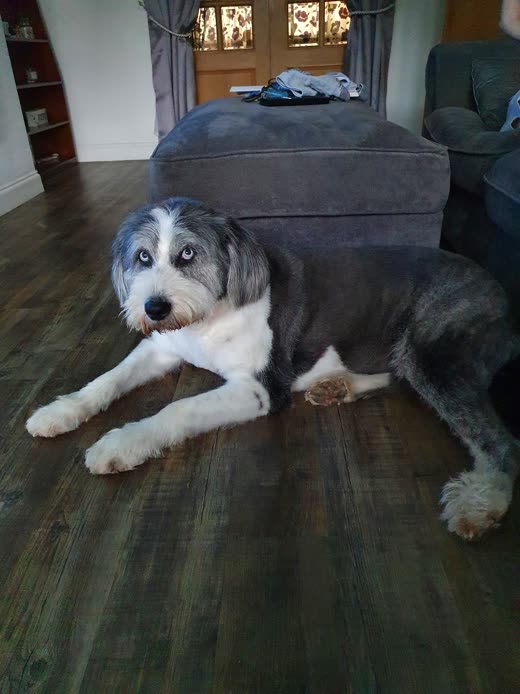 A black-and-white bearded doodle-type dog relaxing at home after a full body clip